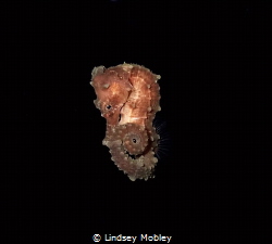 Blackwater Seahorse by Lindsey Mobley 